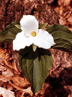 Trillium s0023